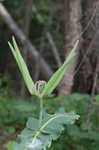 Clasping milkweed